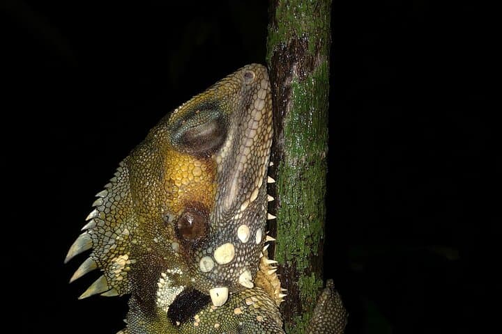 Family Night Walk in Daintree Rainforest — Cape Tribulation Night Wildlife Tour photo 4