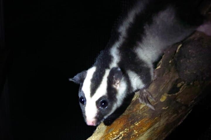 Family Night Walk in Daintree Rainforest — Cape Tribulation Night Wildlife Tour photo 2