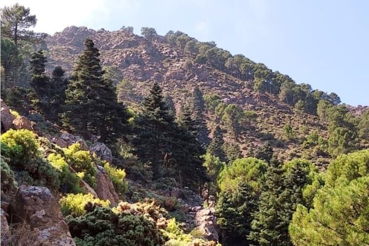 Escaleretas Spanish Fir Hike — Sierra de las Nieves Day Trail