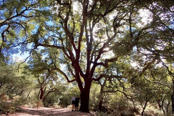 Escaleretas Spanish Fir Hike — Sierra de las Nieves Day Trail photo 3