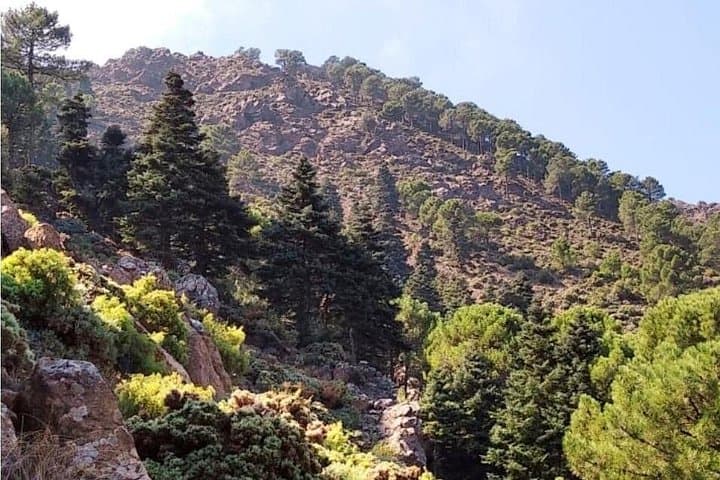 Hiking Escaleretas: Spanish Fir Forest Walk in Sierra de las Nieves photo 3