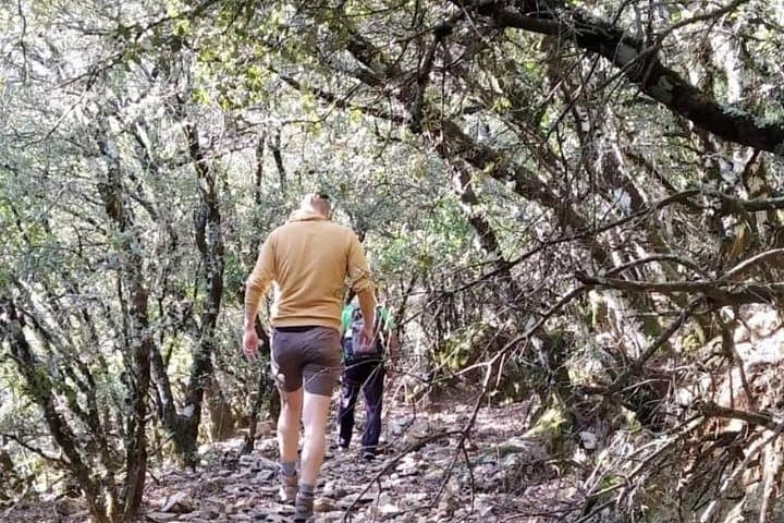 Hiking Escaleretas: Spanish Fir Forest Walk in Sierra de las Nieves