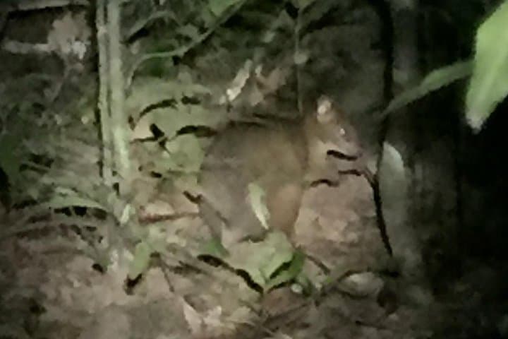 Guided Night Walk in Cape Tribulation — Daintree Rainforest Nocturnal Wildlife Tour photo 6