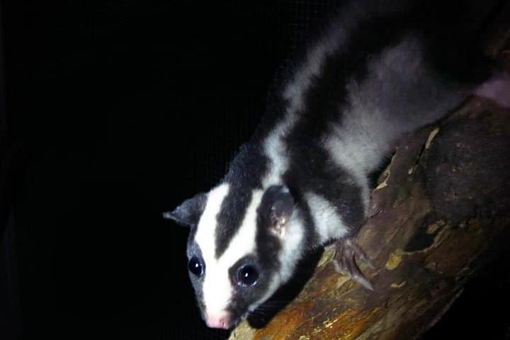 Guided Night Walk in Cape Tribulation — Daintree Rainforest Nocturnal Wildlife Tour photo 5