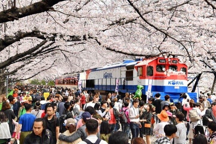 Chasing Jinhae’s Cherry Blossoms: Full-Day Private Tour from Busan