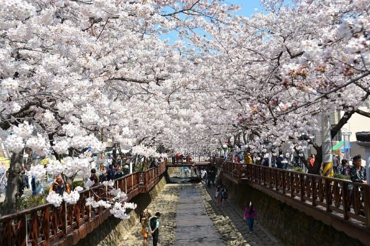 Chasing Jinhae’s Cherry Blossoms: Full-Day Private Tour from Busan photo 5