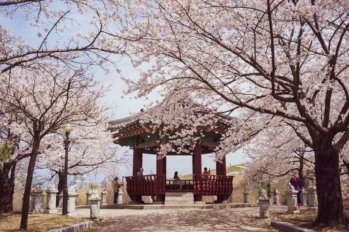 Chasing Jinhae’s Cherry Blossoms: Full-Day Private Tour from Busan photo 6