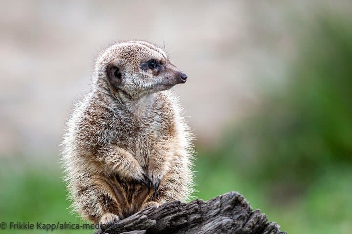 Wild Cat Experience at Tenikwa — Plettenberg Bay Wildlife Tour photo 6