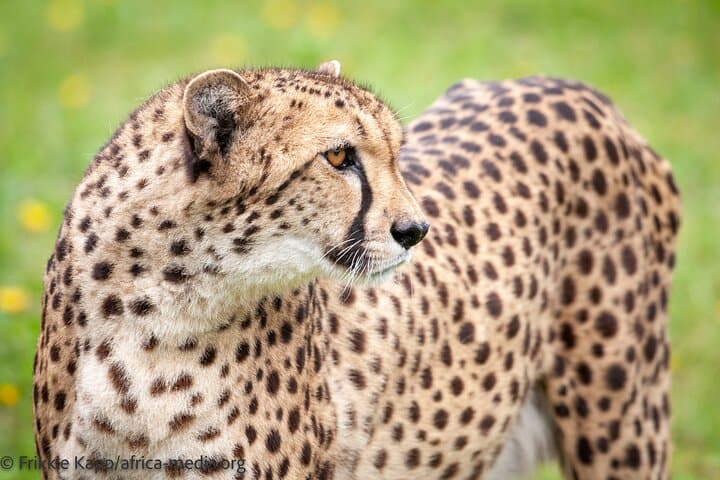 Wild Cat Experience at Tenikwa — Plettenberg Bay Wildlife Tour photo 4