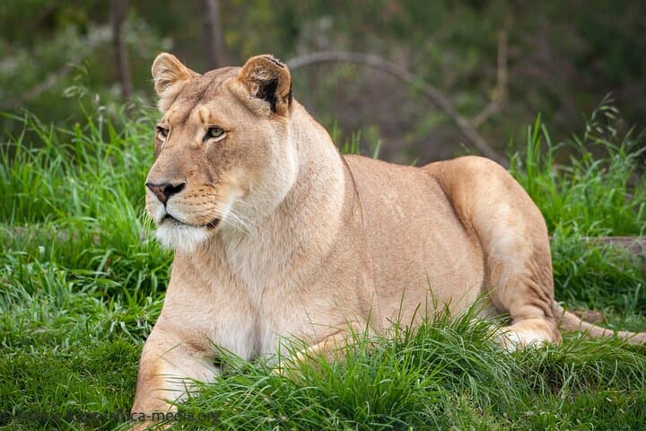 Wild Cat Experience at Tenikwa — Plettenberg Bay Wildlife Tour photo 5