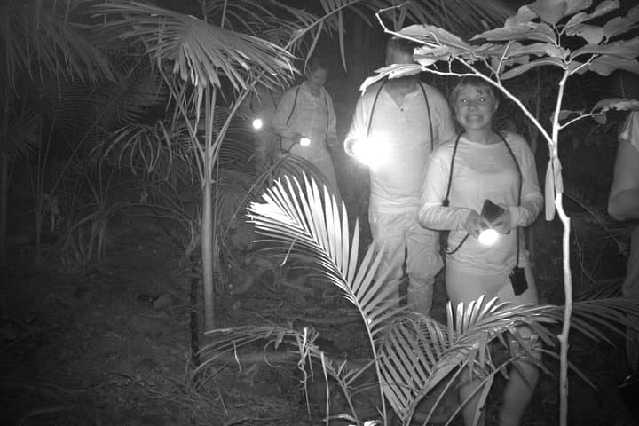 Guided Night Walk in Cape Tribulation — Daintree Rainforest Nocturnal Wildlife Tour photo 2