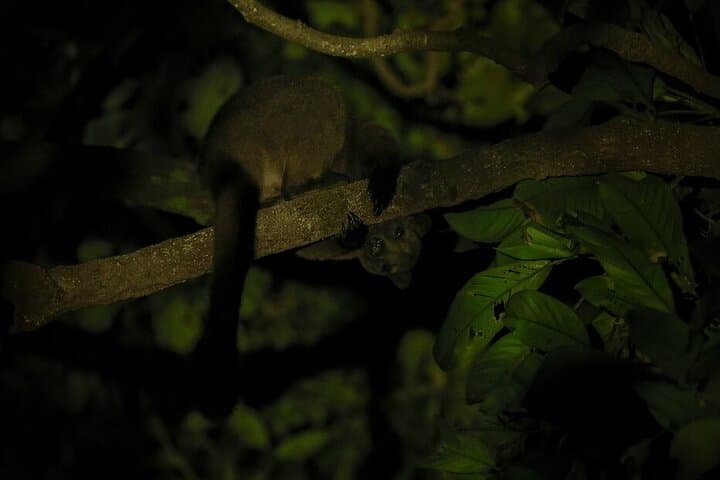 Guided Night Walk in Cape Tribulation — Daintree Rainforest Nocturnal Wildlife Tour photo 4
