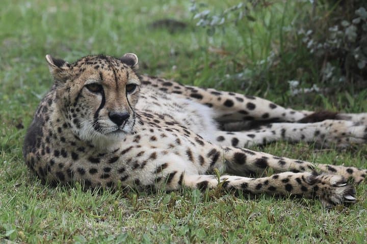 Private Photographic Wildlife Tour at Tenikwa, Plettenberg Bay photo 1
