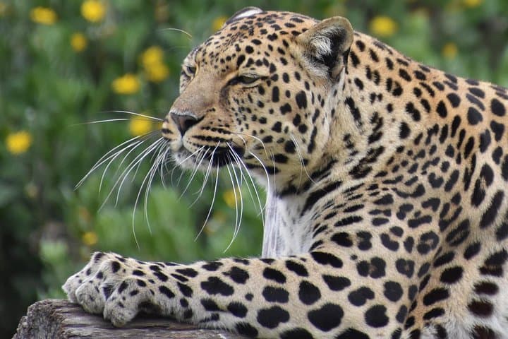 Private Photographic Wildlife Tour at Tenikwa, Plettenberg Bay photo 4