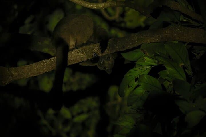 Family Night Walk in Daintree Rainforest — Cape Tribulation Night Wildlife Tour photo 3