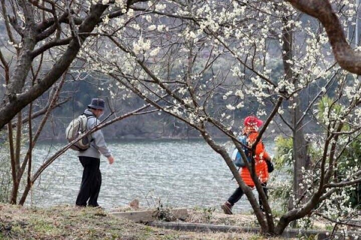 Hadong & Gwangyang Cherry Blossom and Green Tea Fields Private Day Tour from Busan photo 4