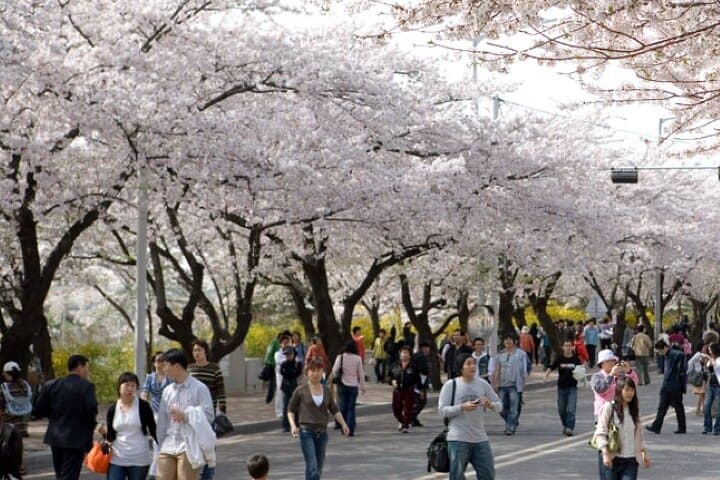 Hadong & Gwangyang Cherry Blossom and Green Tea Fields Private Day Tour from Busan