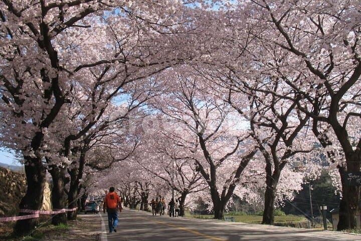Hadong & Gwangyang Cherry Blossom and Green Tea Fields Private Day Tour from Busan photo 3