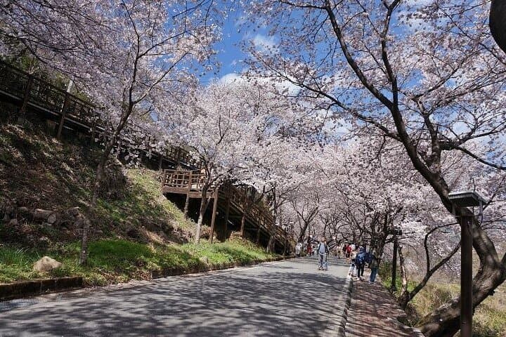 Hadong & Gwangyang Cherry Blossom and Green Tea Fields Private Day Tour from Busan photo 6