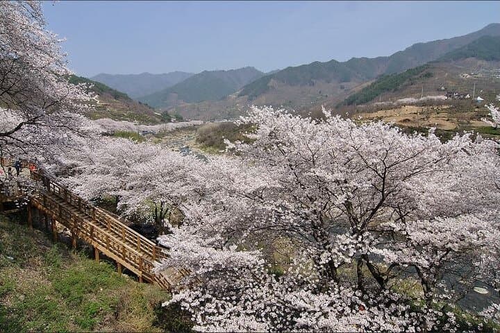 Hadong & Gwangyang Cherry Blossom and Green Tea Fields Private Day Tour from Busan photo 5