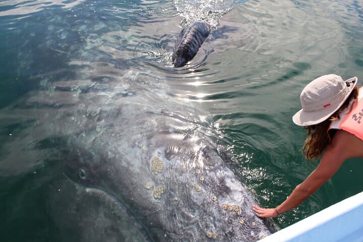 Small-Group Gray Whale Watching with Marine Biologist from La Paz