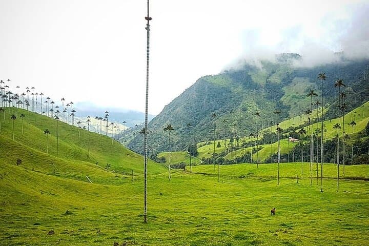 Cocora Valley, Salento & Filandia: Walking Colombia’s Coffee Highlands photo 3