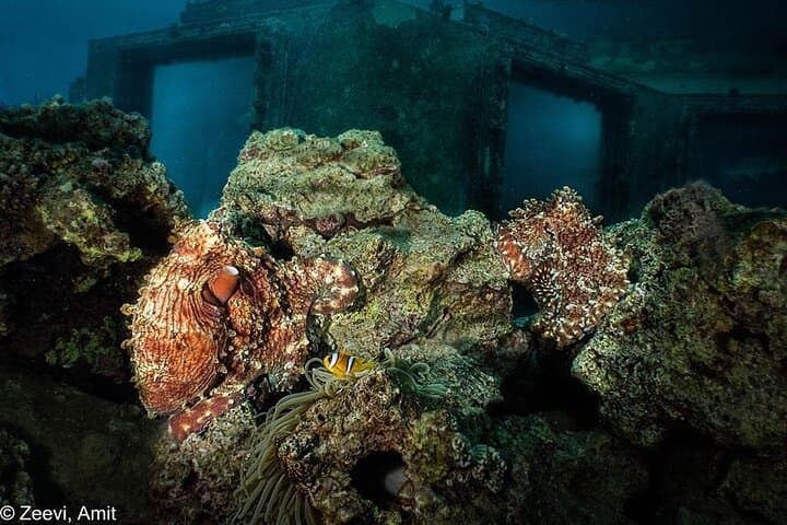 Introductory Scuba Dive on Eilat's Coral Reef — Private Instructor (25–30 min) photo 3