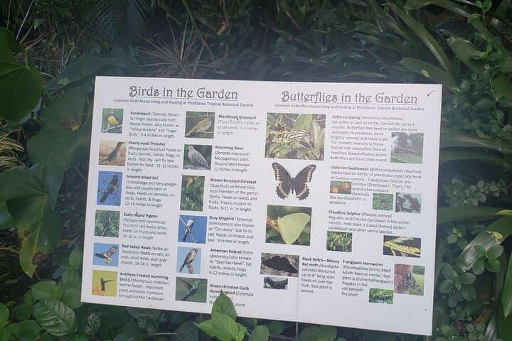 Phantasea Tropical Botanical Garden: St. Thomas Nature Walk & Orchid Collection photo 3