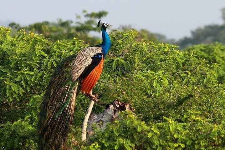 2-Day Yala & Udawalawe Safari from Bentota — Leopards, Elephants & ETH Visit photo 3