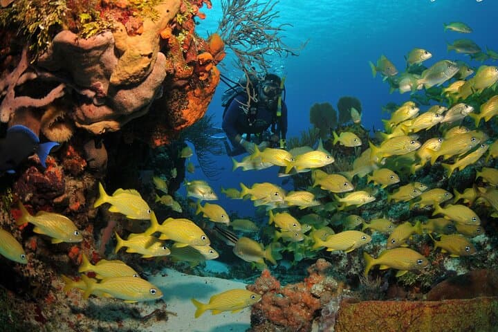 Discover Scuba Diving in Búzios: João Fernandes Reef Intro Dive