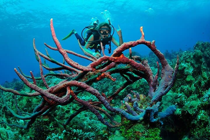 Discover Scuba Diving in Búzios: João Fernandes Reef Intro Dive photo 6