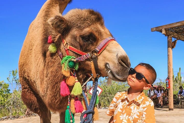 Cabo San Lucas: Boat to El Arco + Pacific Beach Camel Ride and Lunch photo 6