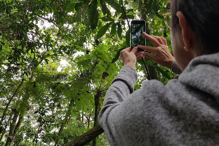 Howler Monkeys & Filandia Views: Barbas Bremen Forest, Waterfall and Coffee-Region Flavors photo 4