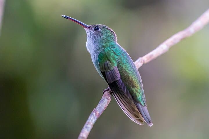 2-Day Peruvian Amazon Jungle Tour from Iquitos — Wildlife, Canopy Zipline & Indigenous Village photo 4
