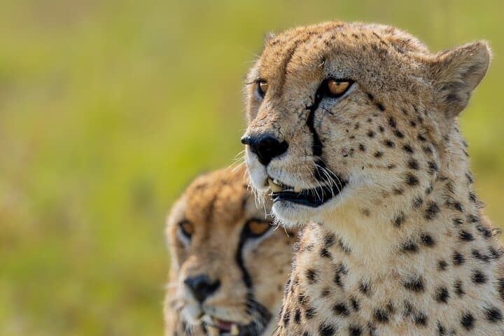 10-Day Kenya Big Five Safari and Diani Beach Private Tour photo 2
