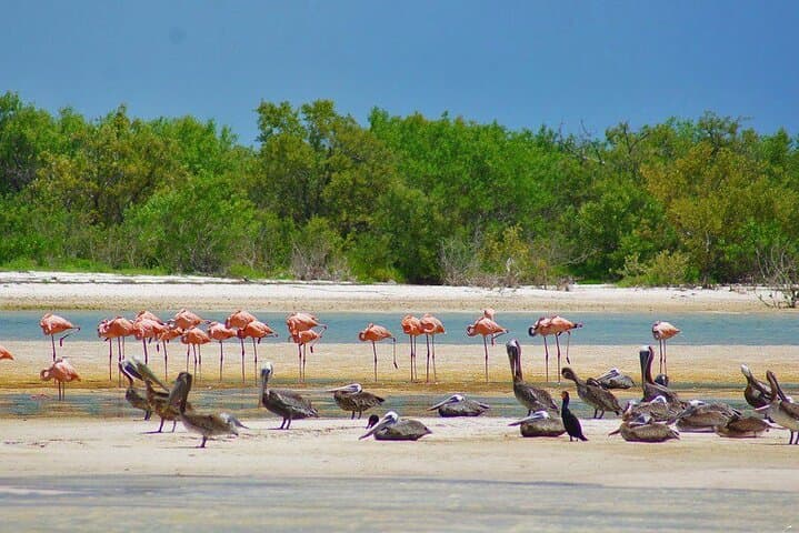 Holbox and Punta Mosquito Day Trip — Hammocks, Golf Carts & Mirror-Like Sand Flats photo 3