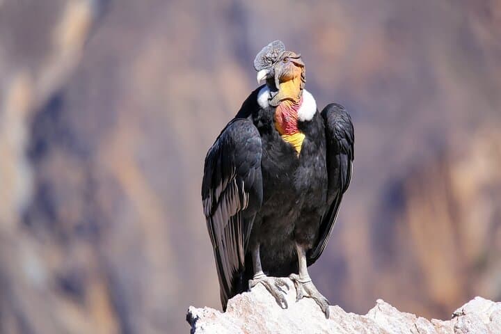 Best of Peru in 11 Days: Lima, Colca Canyon, Titicaca & Machu Picchu photo 3