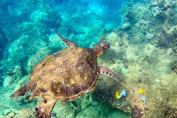 Wailea Beach Guided Snorkel for Non-Swimmers — Family-Friendly Turtle Tour photo 1