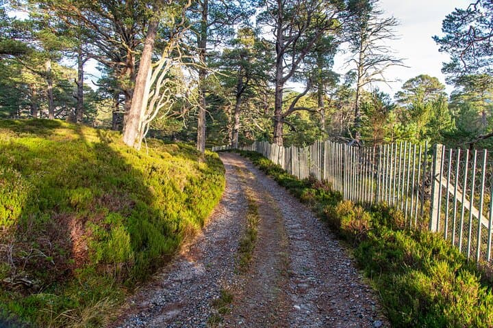 Private Balmoral Walk to the Queen's Retreat, Invercauld Bridge & Fife Arms Lunch photo 3