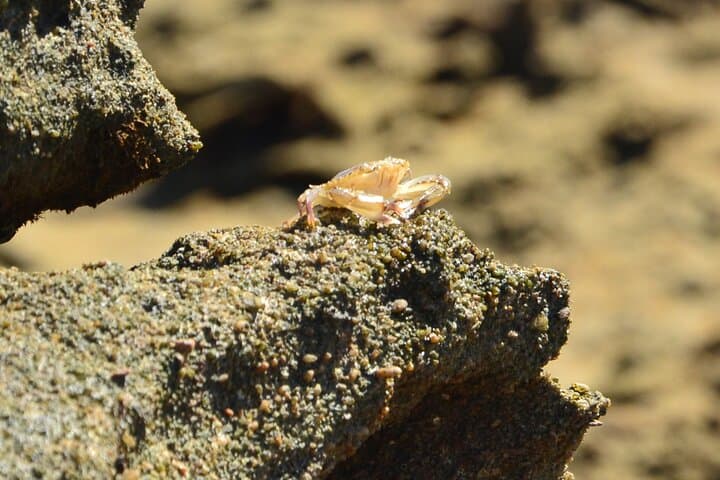 Private Transfer: Porto de Galinhas to Recife Airport photo 2