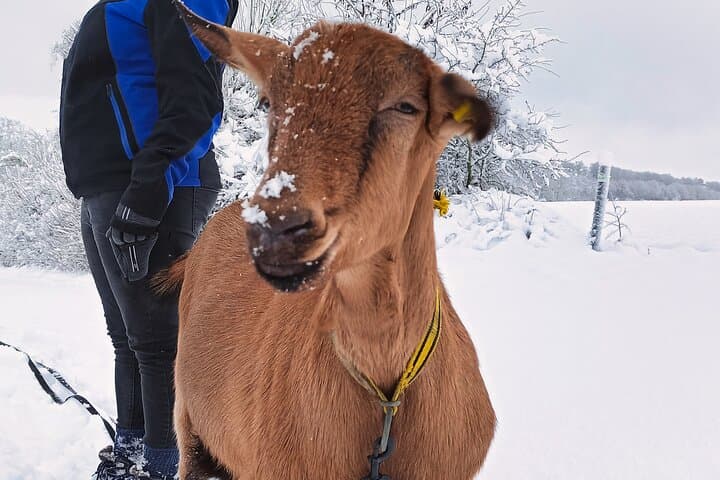 Goat Hike at Vulkanhof Gillenfeld — Walk with Goats in Vulkaneifel Geopark photo 2
