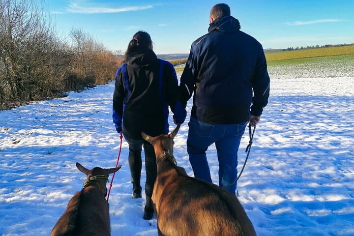 Goat Hike at Vulkanhof Gillenfeld — Walk with Goats in Vulkaneifel Geopark
