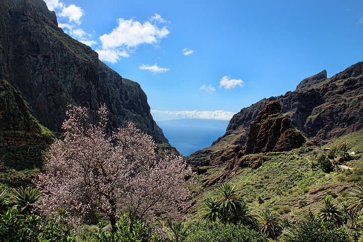 Island Circuit: One-Day Tour of Tenerife — Candelaria, La Orotava, Garachico & Masca photo 6