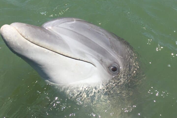 Hilton Head Island Dolphin Cruise: Scenic Broad Creek Boat Tour photo 1