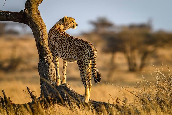 8-Day Private Serengeti Safari: Big Five, Great Migration & Ngorongoro Crater photo 2