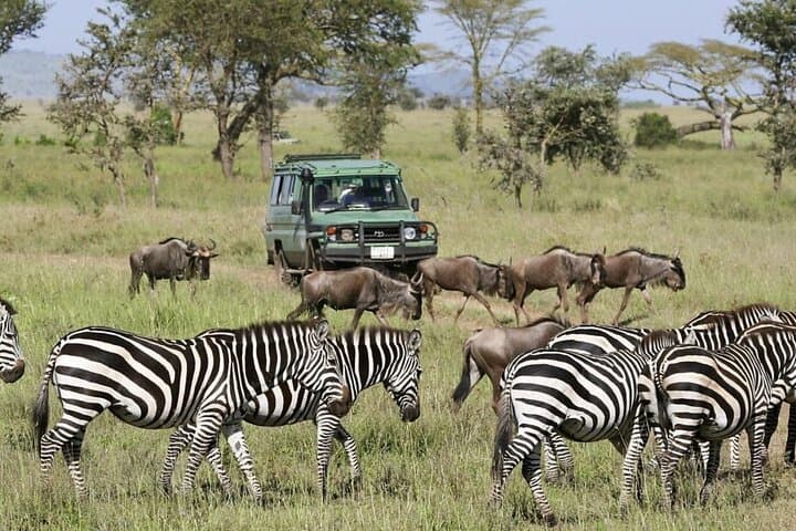 4-Day Camping Safari in Tanzania: Tarangire, Serengeti & Ngorongoro photo 5