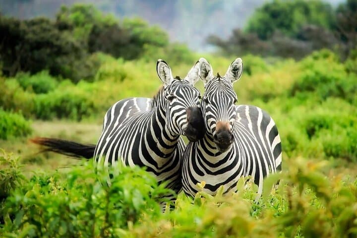 4-Day Camping Safari in Tanzania: Tarangire, Serengeti & Ngorongoro photo 6