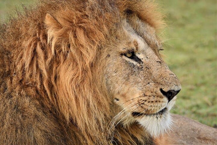 4-Day Private Camping Safari to Tarangire, Serengeti & Ngorongoro Crater photo 2