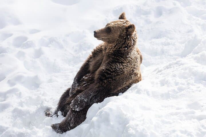 Half-Day Ranua Wildlife Park Excursion from Rovaniemi — Arctic Animals & Lunch