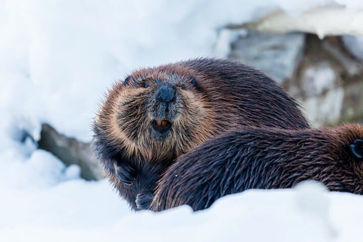 Half-Day Ranua Wildlife Park Excursion from Rovaniemi — Arctic Animals & Lunch photo 2